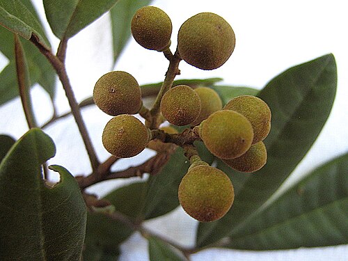Trichilia lepidota: Fruit.