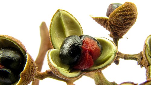 Trichilia lepidota: Trichilia lepidota Mart.