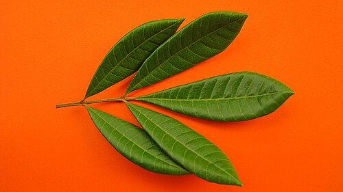 Trichilia lepidota: Trichilia lepidota Mart.