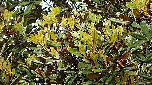 Trichilia lepidota: Trichilia lepidota Mart.