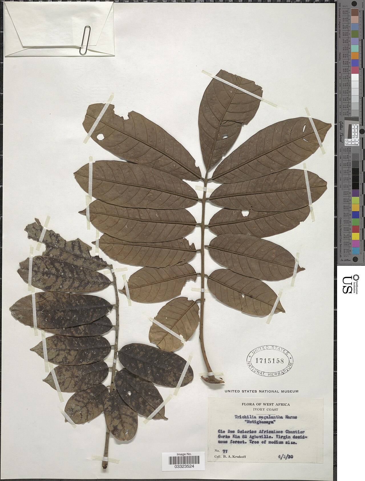 Trichilia megalantha: * Trichilia megalantha Object Details Biogeographical Region 22 - West Tropical Africa Collector Boris Alexander Krukoff Record Last Modified 12 Jul 2019 Specim