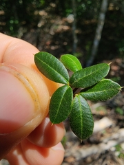 Trichilia pungens (Trichilia pungens)