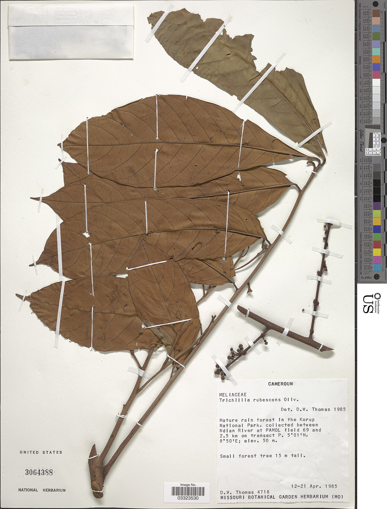Trichilia rubescens: * Trichilia rubescens Oliv. Object Details Biogeographical Region 23 - West-Central Tropical Africa Collector Duncan W. Thomas Min. Elevation 50 Record Last Mod