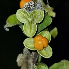 Trichilia trifolia (Trichilia trifolia)