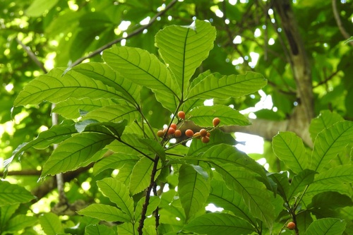 Trichilia trifolia (Trichilia trifolia)
