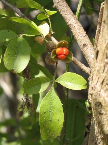 Trichilia trifolia (Trichilia trifolia)