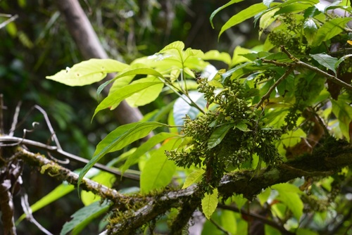 Trichilia trifolia (Trichilia trifolia)