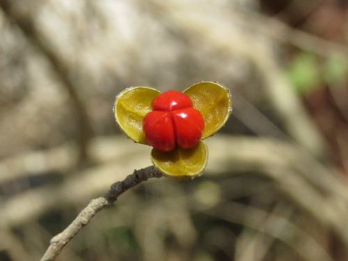 Trichilia trifolia (Trichilia trifolia)