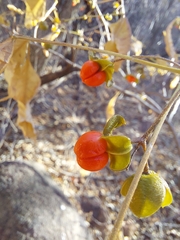 Trichilia trifolia (Trichilia trifolia)