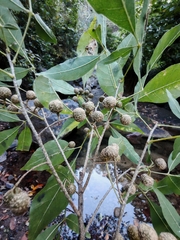 Trichilia trifolia (Trichilia trifolia)