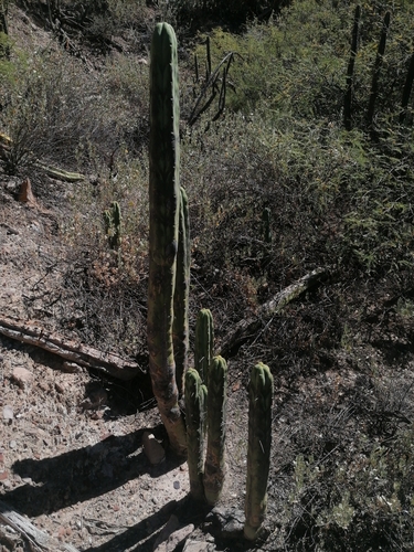 Bolivian torch cactus (Trichocereus bridgesii)