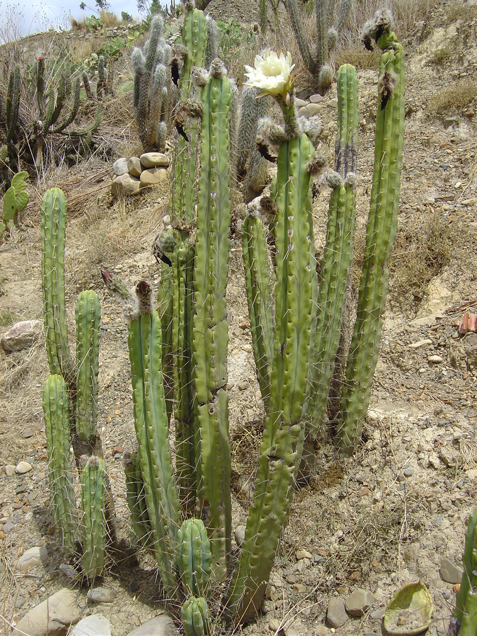 Bolivian torch cactus: Bolivian torch cactus ( Echinopsis lageniformis ) in Bolivia