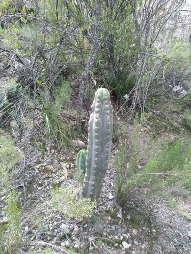 Bolivian torch cactus (Trichocereus bridgesii)