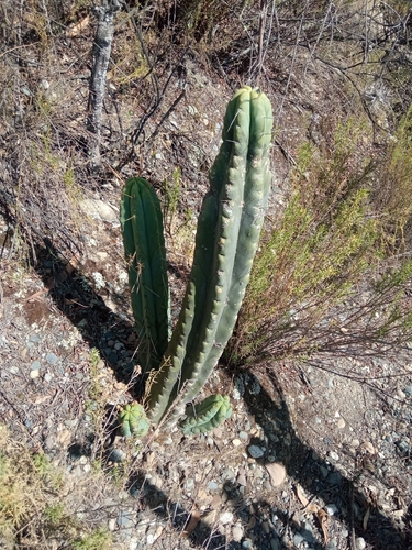 Bolivian torch cactus (Trichocereus bridgesii)