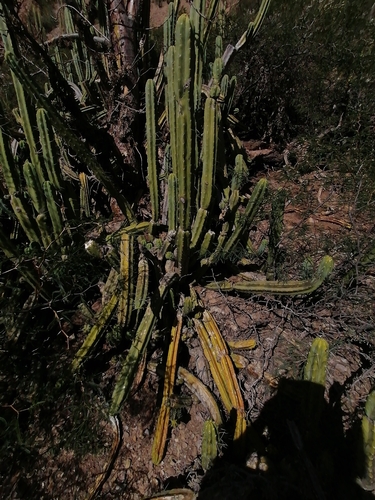 Bolivian torch cactus (Trichocereus bridgesii)