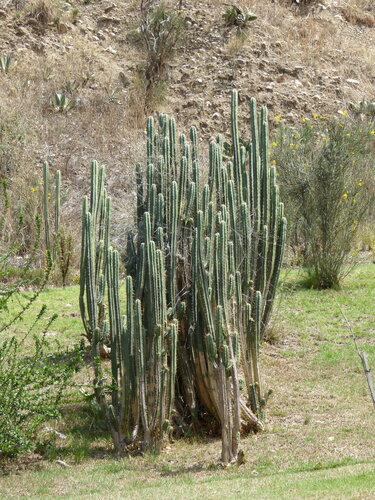 Bolivian torch cactus (Trichocereus bridgesii)