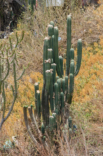 Bolivian torch cactus (Trichocereus bridgesii)