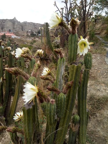Bolivian torch cactus (Trichocereus bridgesii)