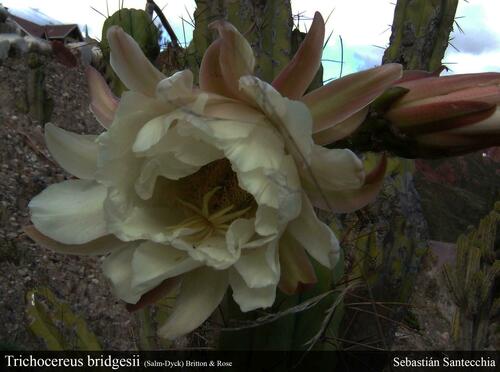 Bolivian torch cactus (Trichocereus bridgesii)