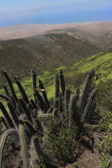Trichocereus chalaensis (Trichocereus chalaensis)