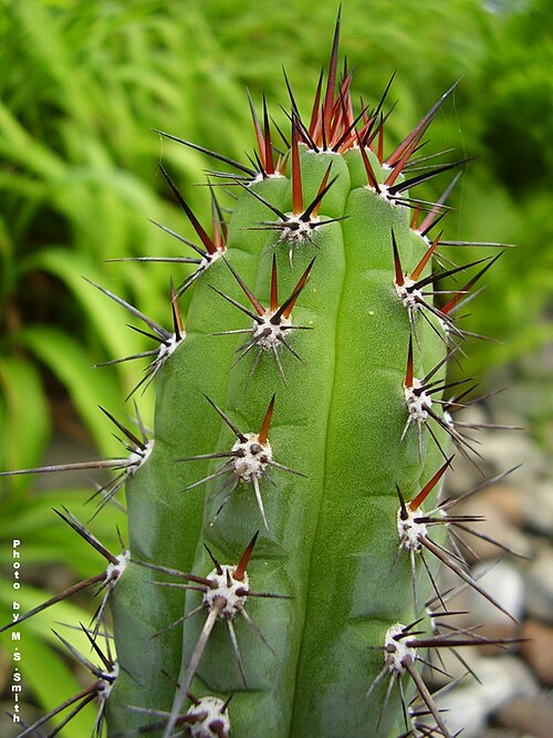 Trichocereus chalaensis: Trichocereus glaucus