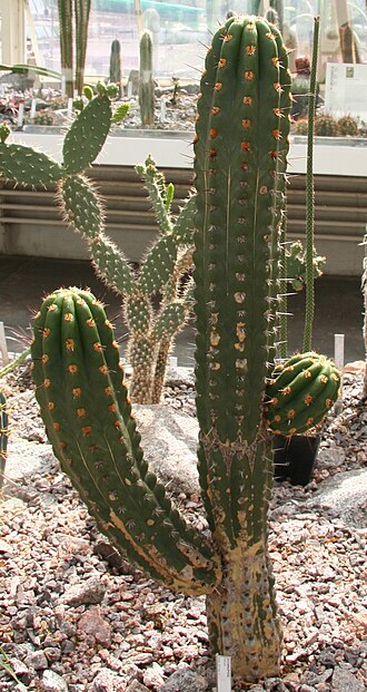 Trichocereus clavatus: Echinopsis clavata in der Sukkulenten-Sammlung Zürich
