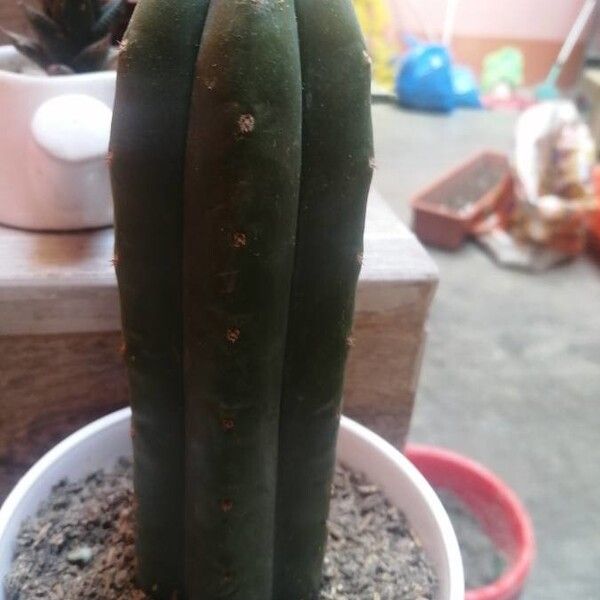 Trichocereus macrogonus (Trichocereus macrogonus)