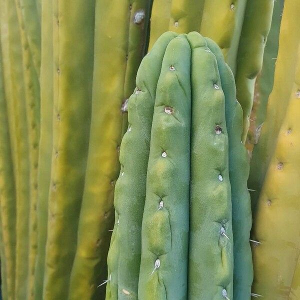 Trichocereus macrogonus (Trichocereus macrogonus)