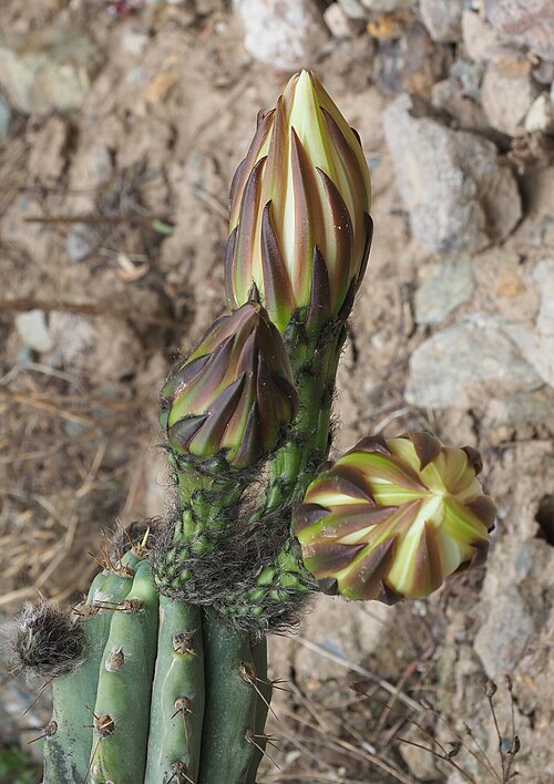 Trichocereus macrogonus: Echinopsis macrogonus peruvianus in Peru