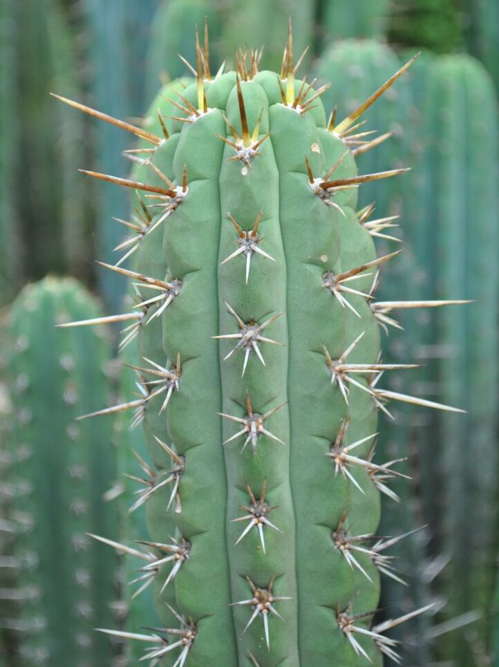 Trichocereus macrogonus: Trichocereus peruvianus var. Knuthianus from NMCR