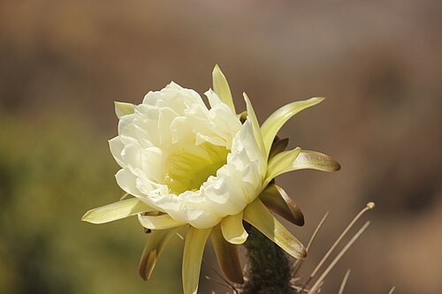 Trichocereus macrogonus: Echinopsis macrogonus peruvianus in Peru