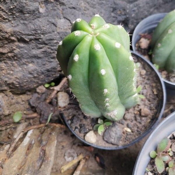 Trichocereus macrogonus (Trichocereus macrogonus)