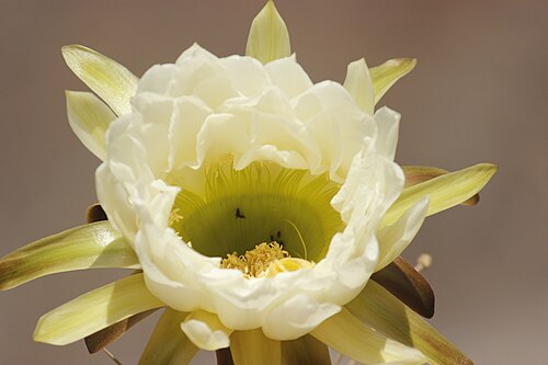 Trichocereus macrogonus: Echinopsis macrogonus peruvianus in Peru