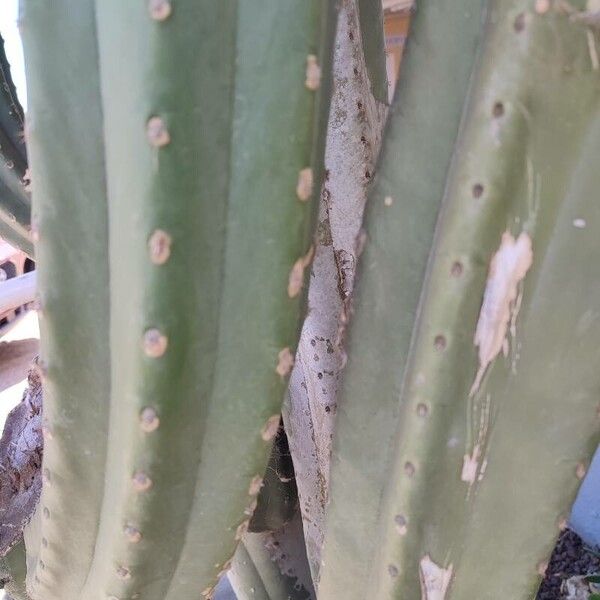 Trichocereus macrogonus (Trichocereus macrogonus)