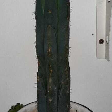 Trichocereus macrogonus (Trichocereus macrogonus)