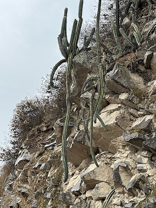 Trichocereus macrogonus: Echinopsis macrogonus peruvianus in Peru