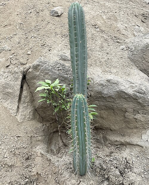 Trichocereus macrogonus: Echinopsis macrogonus peruvianus in Peru