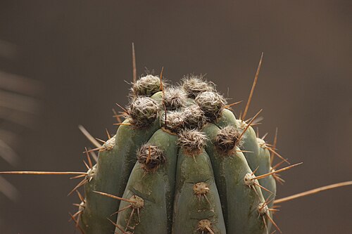 Trichocereus macrogonus: Echinopsis macrogonus peruvianus in Peru