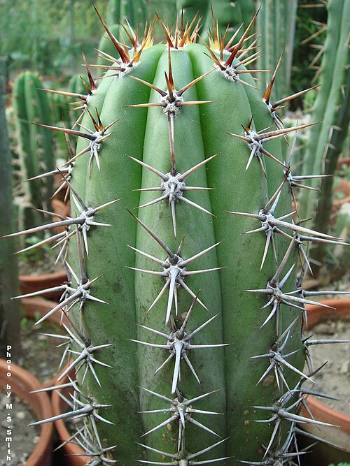 Trichocereus tacaquirensis: T. culpinensis from Culpina, Bolivia. Falls into the Trichocereus tacaquirensis/taquimbalensis group of southern Bolivia.