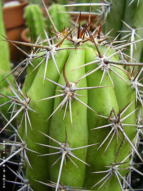 Trichocereus tacaquirensis: T. taquimbalensis from Mesa garden - compare this to the photos of T. culpinensis and T. werdermannianus