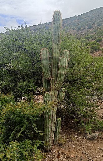 Trichocereus tacaquirensis: Taquimbalensis cactus ( Echinopsis tacaquirensis ) in Bolivia