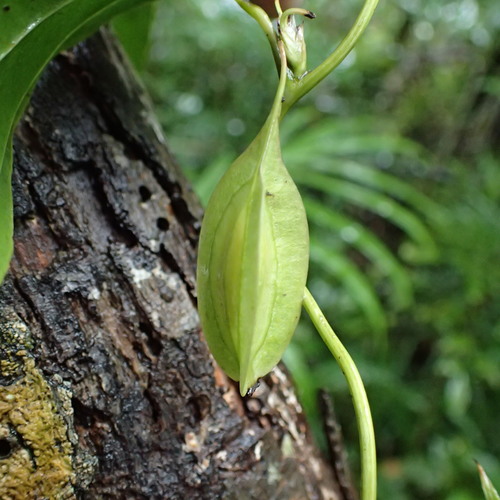 Trichopus sempervirens (Trichopus sempervirens)