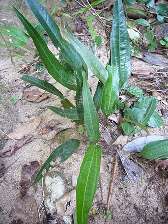 Trichopus zeylanicus: Trichopus zeylanicus at Nilagala, Bibile, Sri Lanka