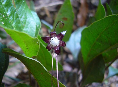 Trichopus zeylanicus: Trichopus zeylanicus at Nilagala, Bibile, Sri Lanka