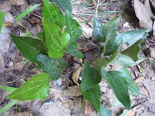 Trichopus zeylanicus: Trichopus zeylanicus at Nilagala, Bibile, Sri Lanka