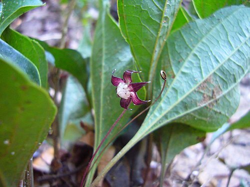 Trichopus zeylanicus: Trichopus zeylanicus at Nilagala, Bibile, Sri Lanka