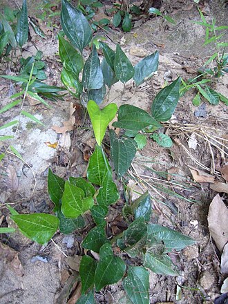 Trichopus zeylanicus: Trichopus zeylanicus at Nilagala, Bibile, Sri Lanka