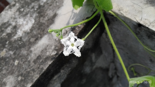 Snakegourd (Trichosanthes cucumerina)