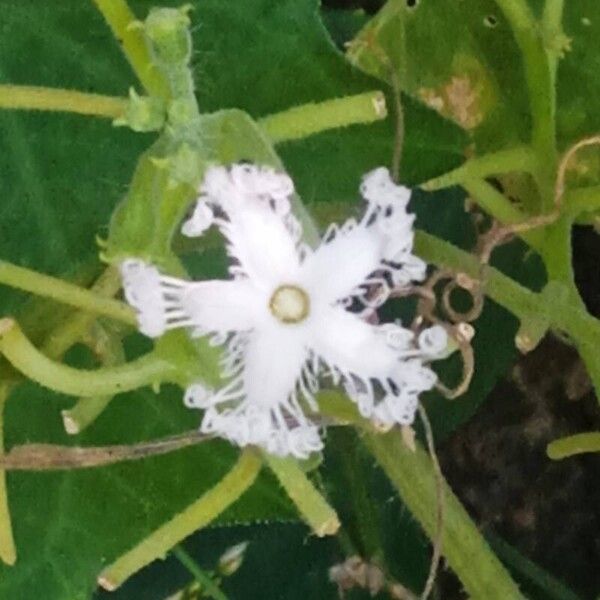 Snakegourd (Trichosanthes cucumerina)