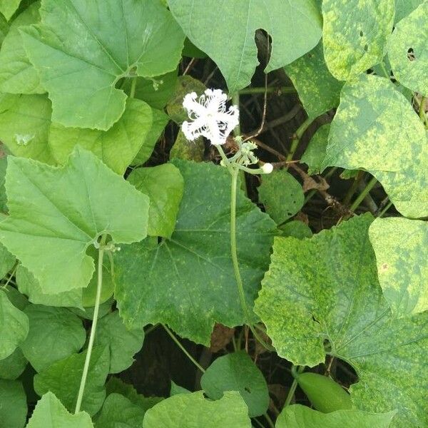 Snakegourd (Trichosanthes cucumerina)